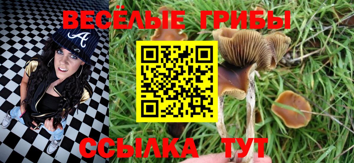 купить наркотики цена  Галлюциногенные грибы прущие грибы  Галлюциногенные грибы Cubensis  Вход с VPN  Тулун 